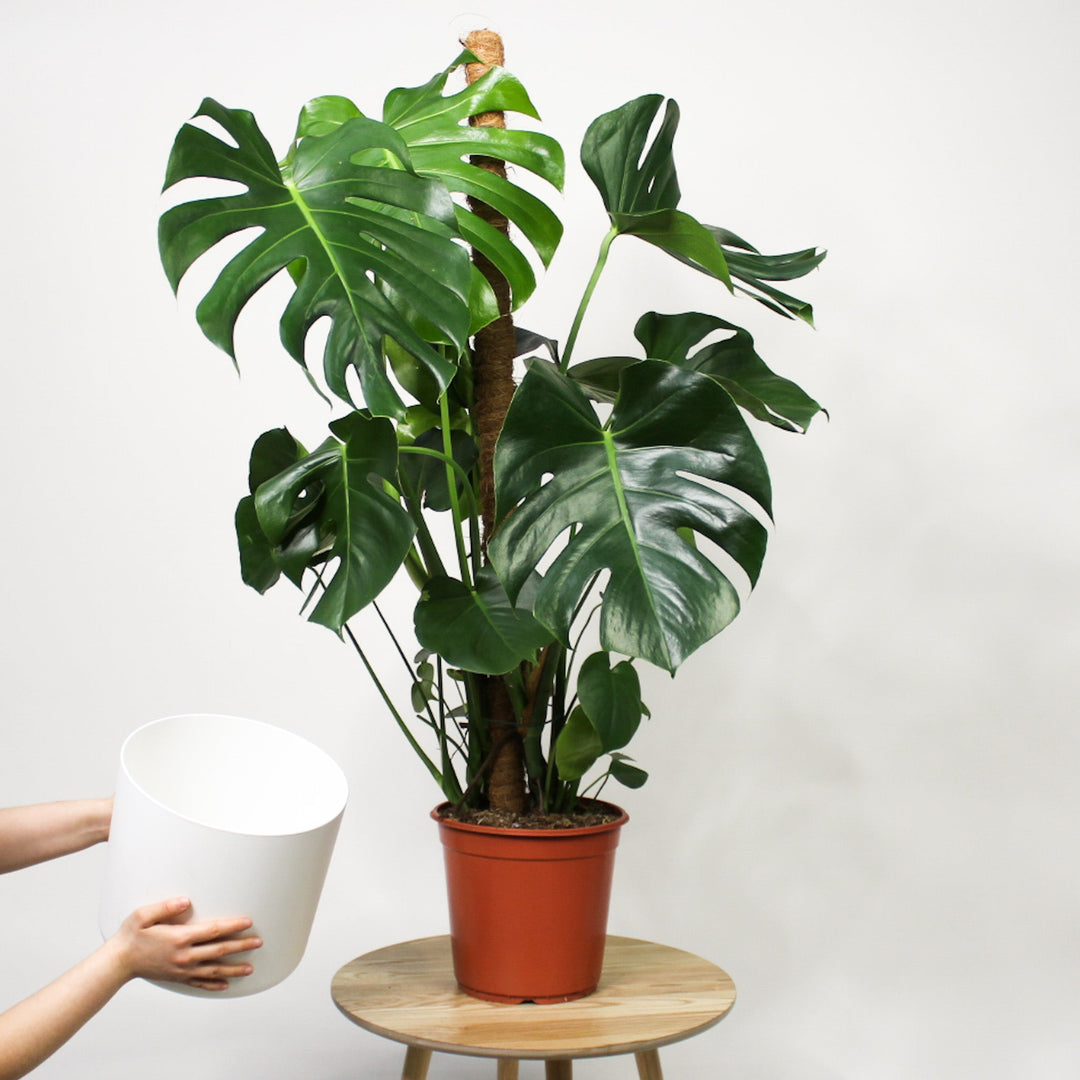 XL Monstera Deliciosa am Moosstab + Übertopf – Foliage Dreams