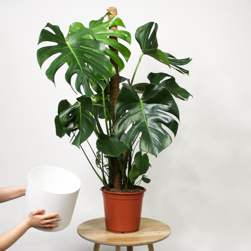 XL Monstera Deliciosa am Moosstab + Übertopf – Foliage Dreams