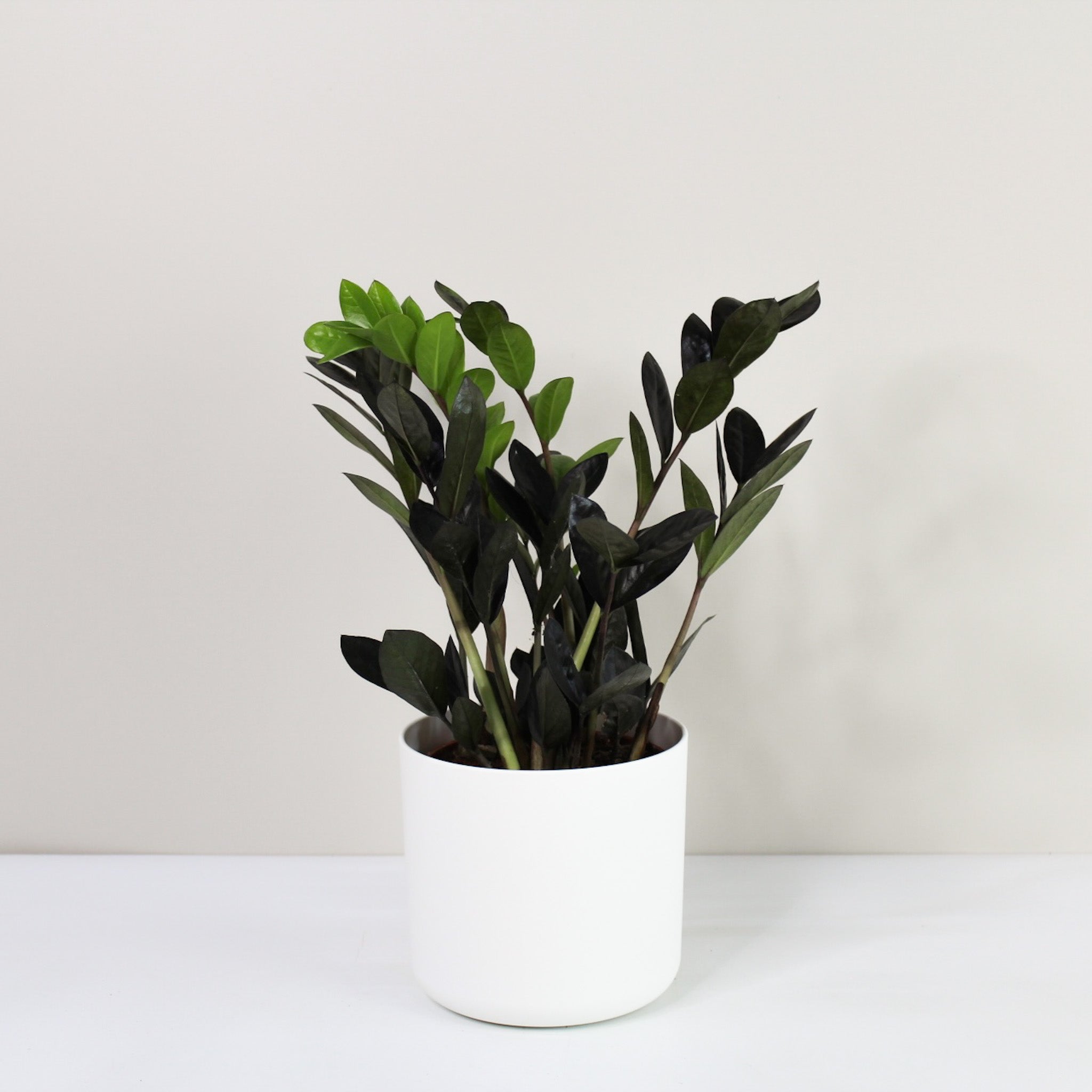 小物 MOON TREE PLANET - ZUKIN black Zamioculcas Zamiifolia 'Raven' (Schwarze Glücksfeder) – Foliage Dreams