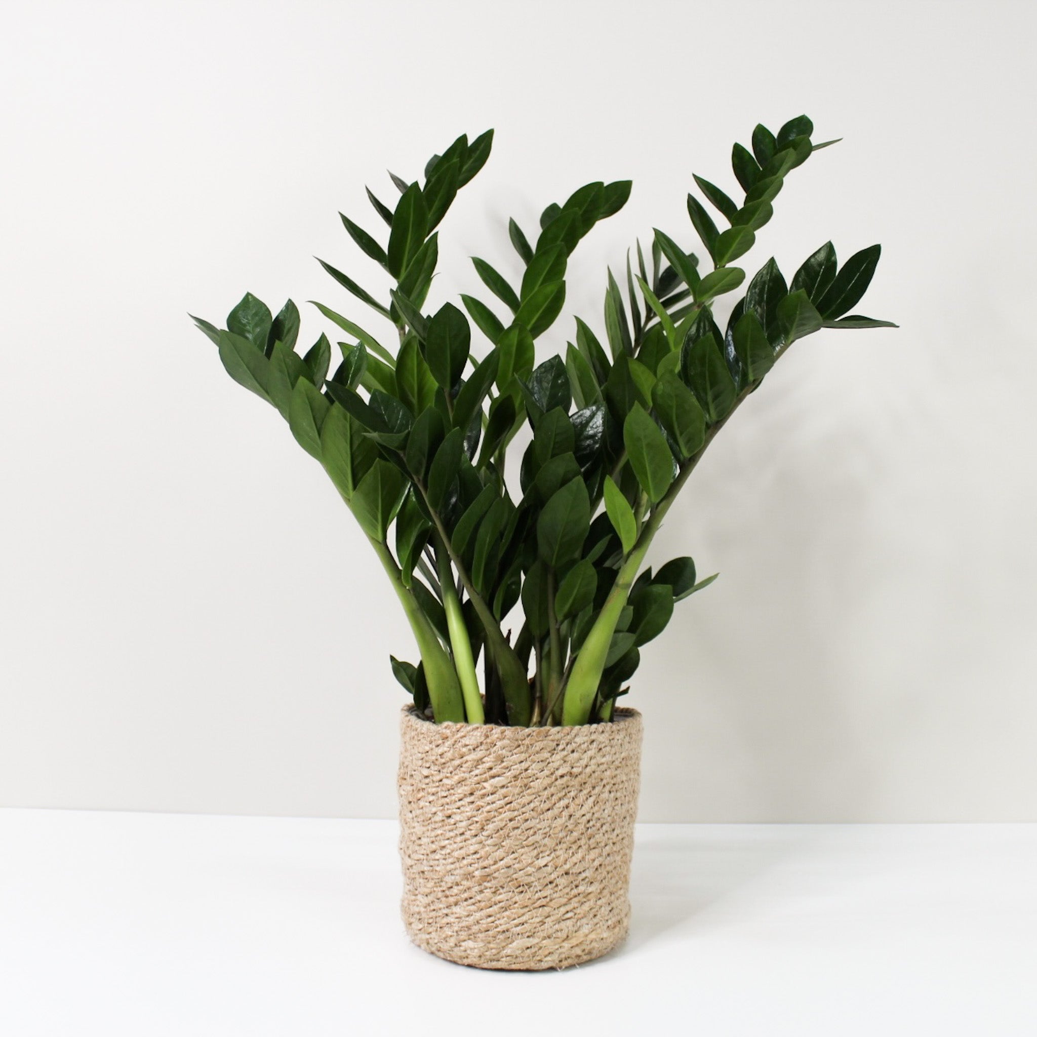 Glücksfeder (Zamioculcas)